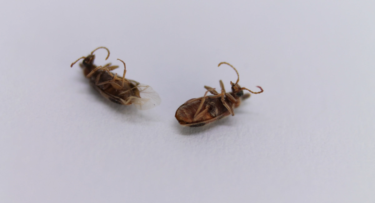 Two dead bed bugs lying on their backs on a white surface