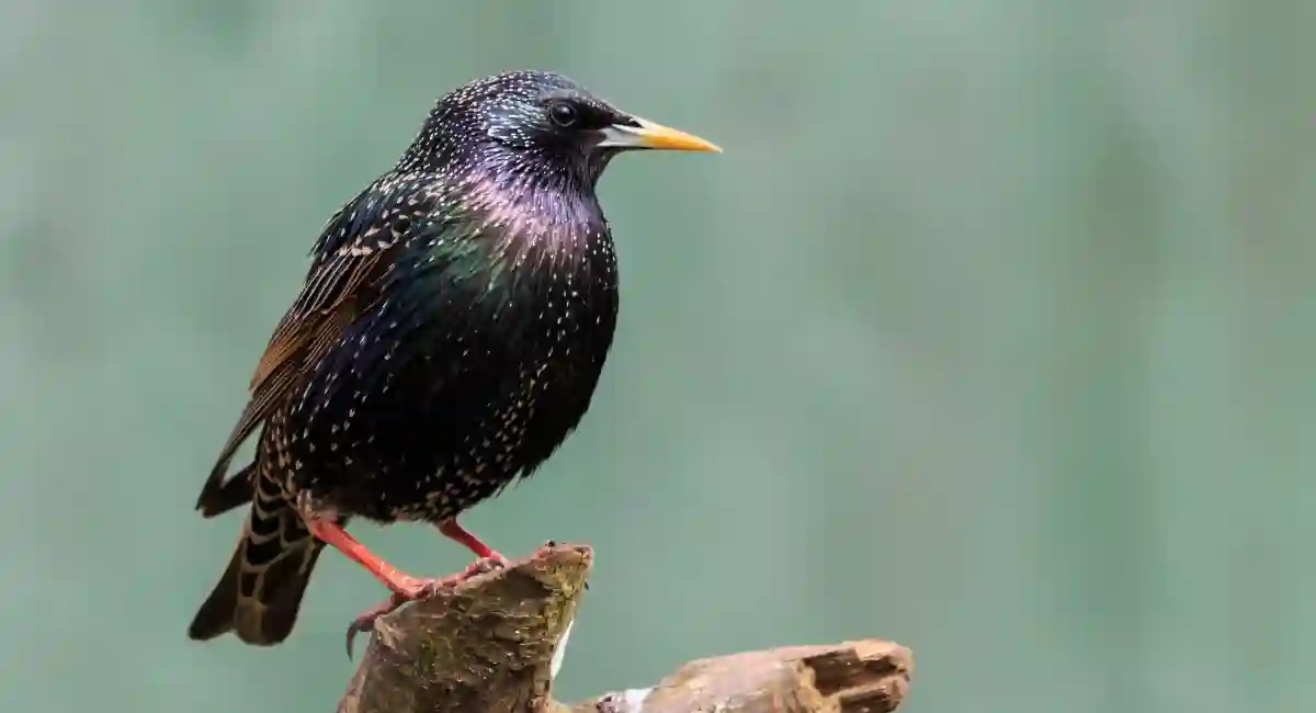 European starling on a tree branch