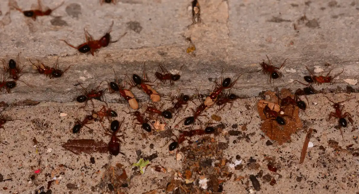 Ants working to move larvae and cocoons