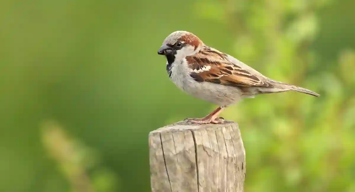 European house sparrow