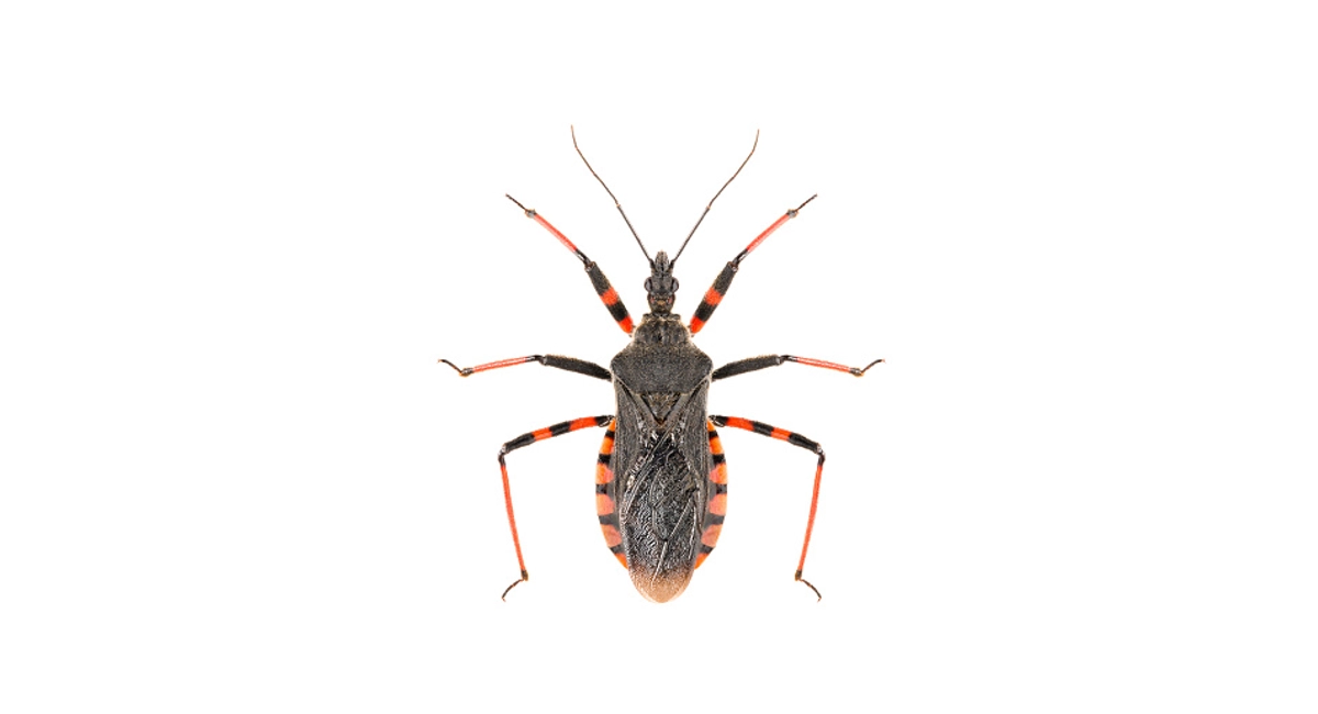 Kising Bug