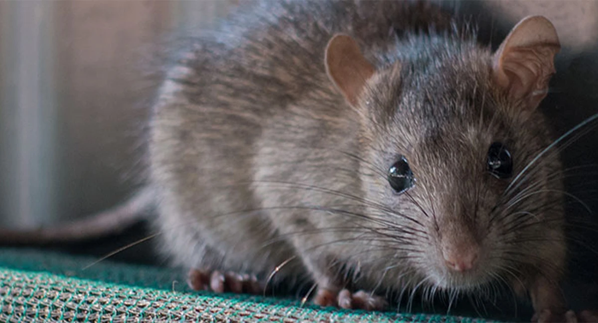 Rat close up