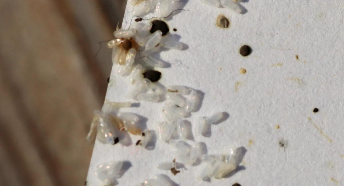 A close-up of a group of bed bug eggs on a white surface