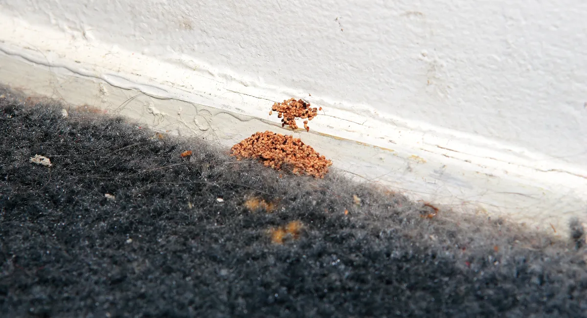 Drywood termite fecal pellets