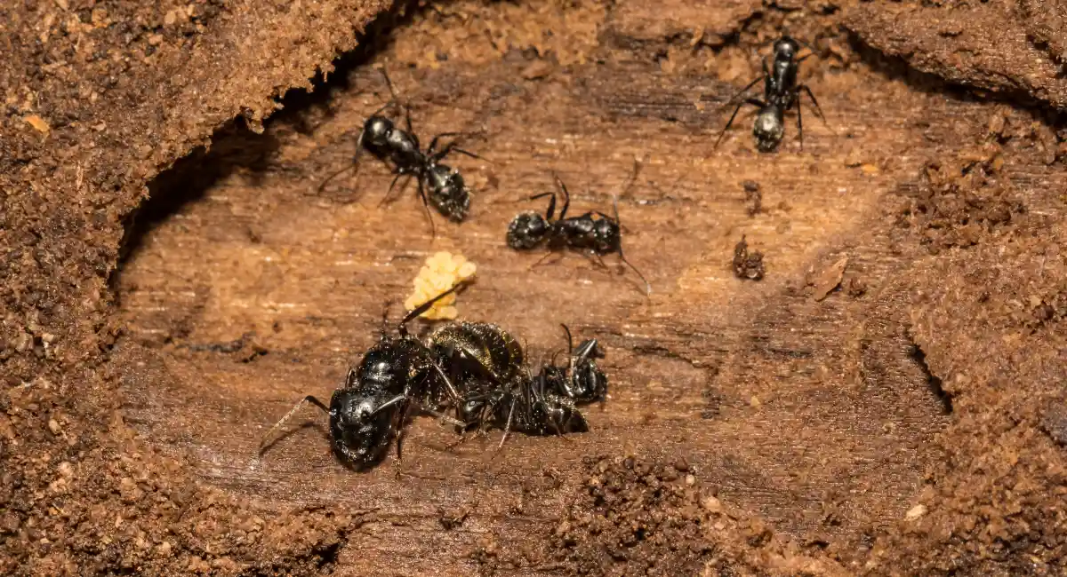 A young carpenter ant queen taking care of the first generation of workers and eggs