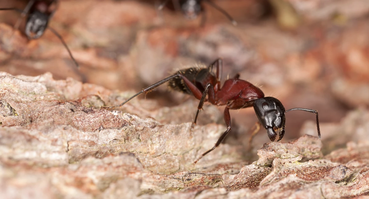 Carpenter ant Camponotus herculeanus