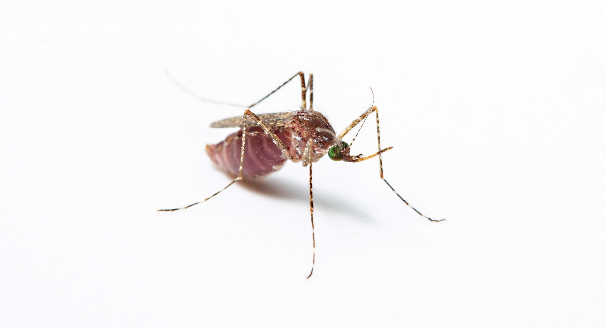 A Western encephalitis mosquito against a white background