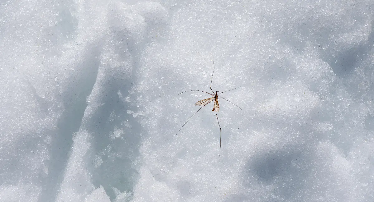 Mosquito in the snow