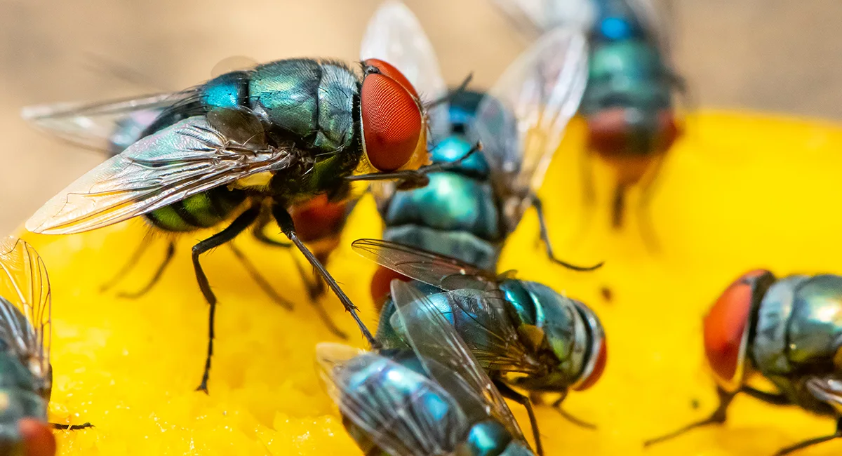Houseflies