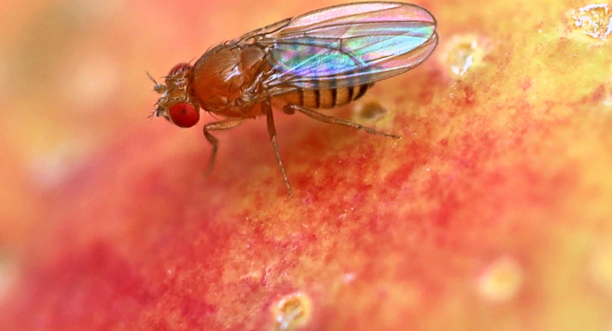 Fruit fly