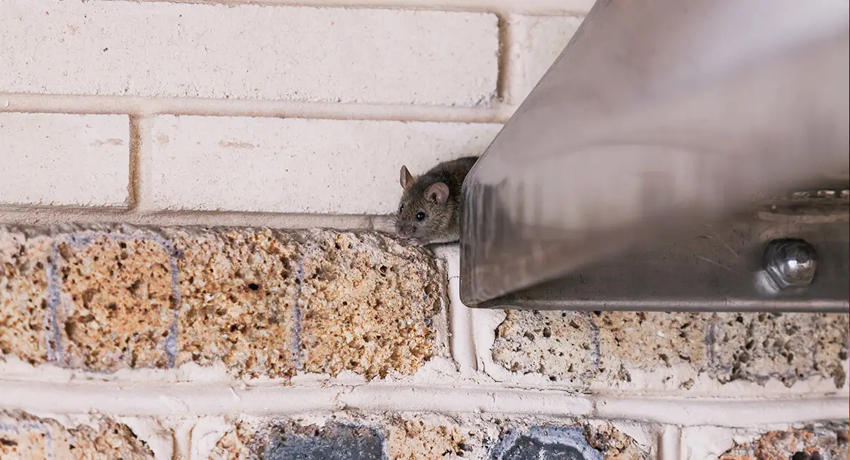 rat crawling out