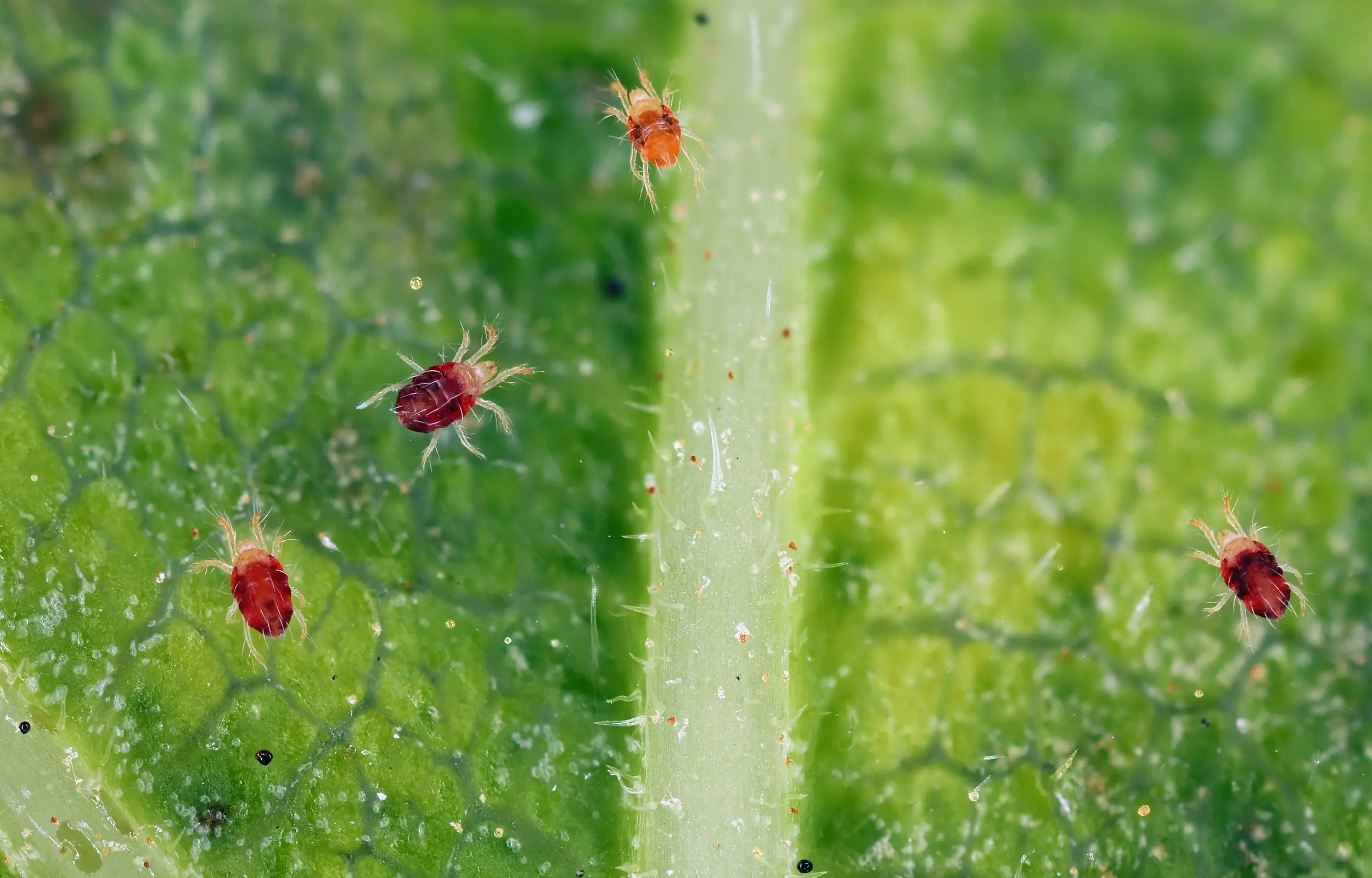A close-up of four red spider mites on a leaf
