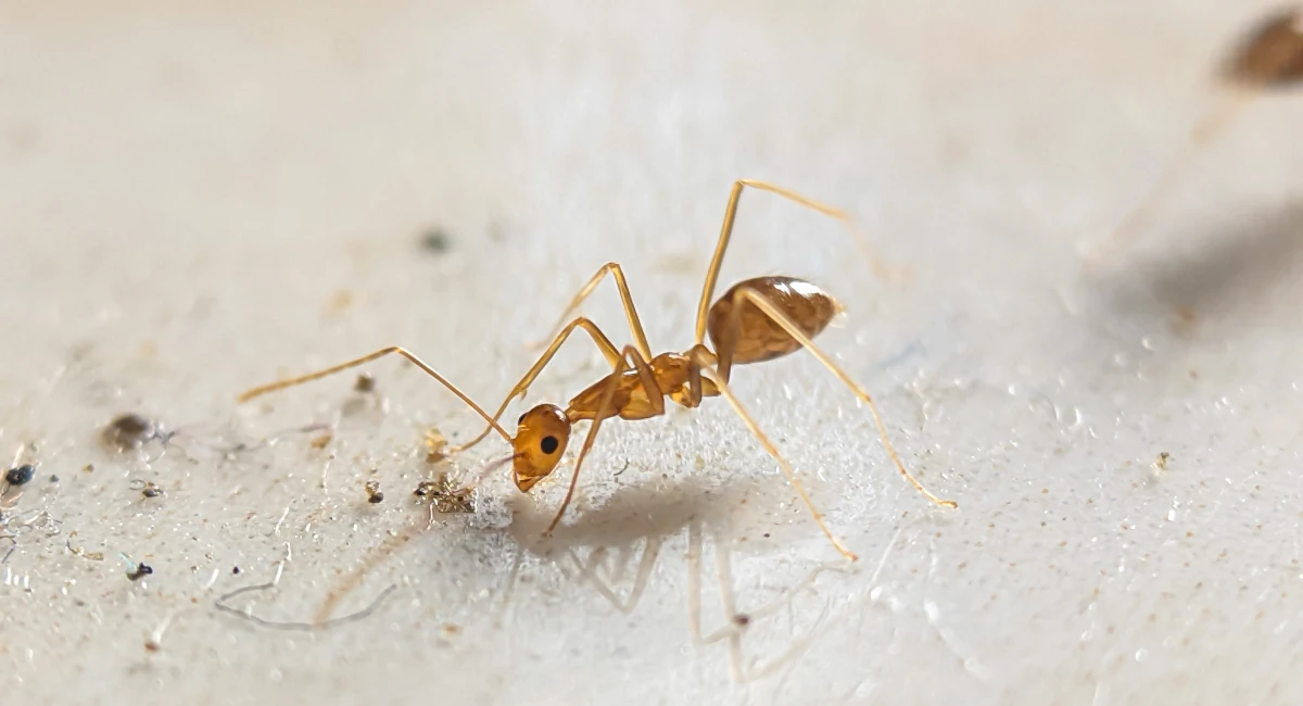 A pharaoh ant, pale yellow to red in color