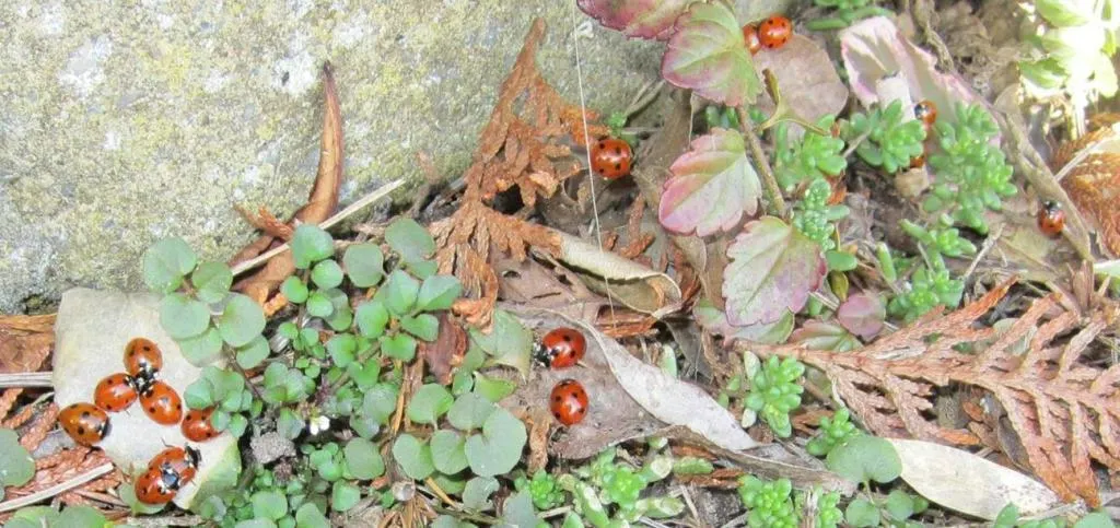 Lady bugs on leaves