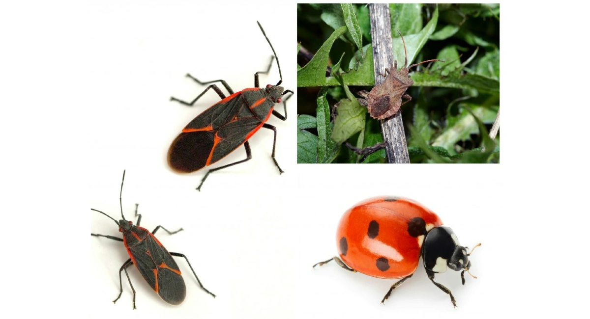 Overwintering Pests