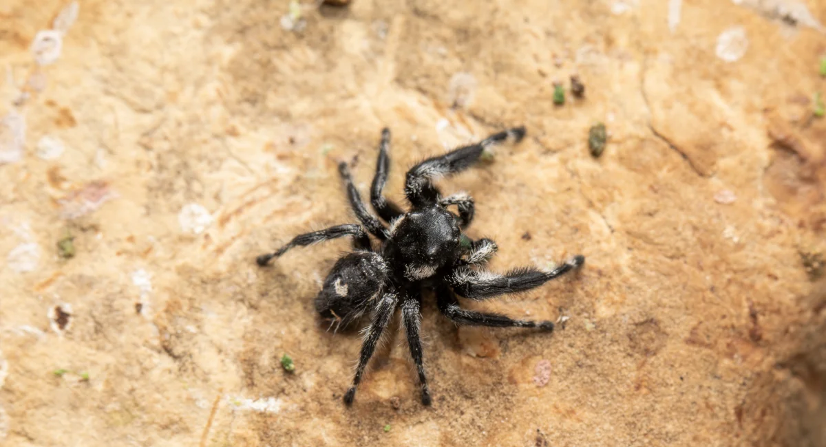 A bold jumping spider, fuzzy, with a white mark on its back, rests on a rock