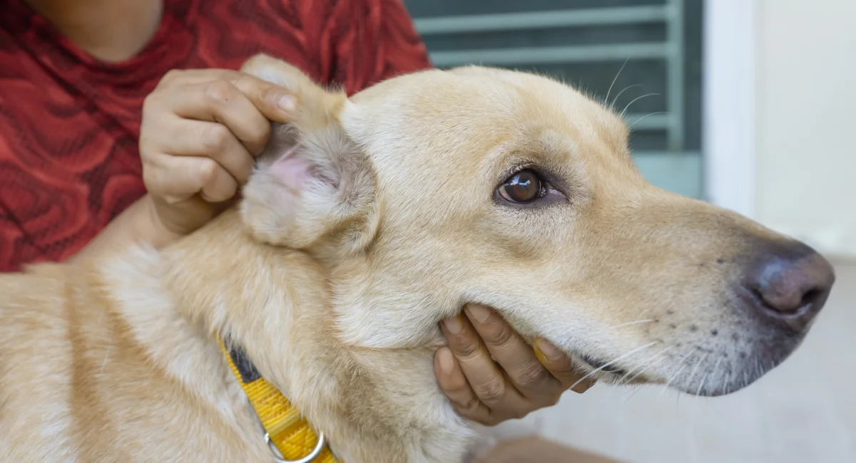 A person examining the ear of a Labrador retriever