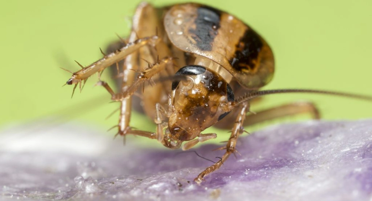 German cockroach