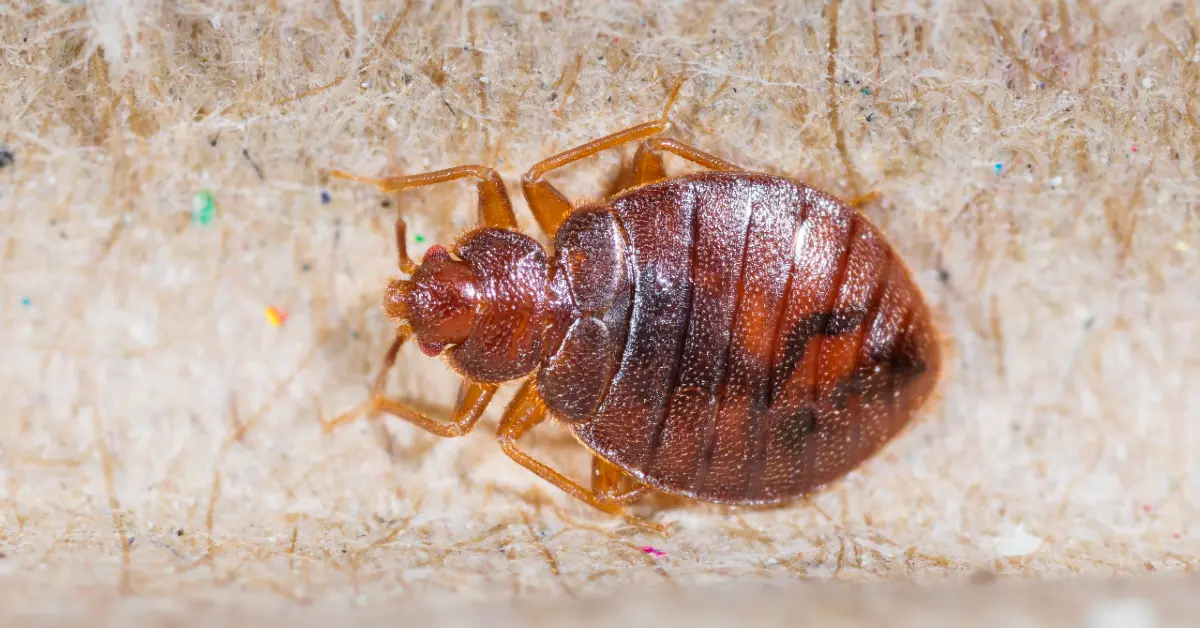 Bedbug