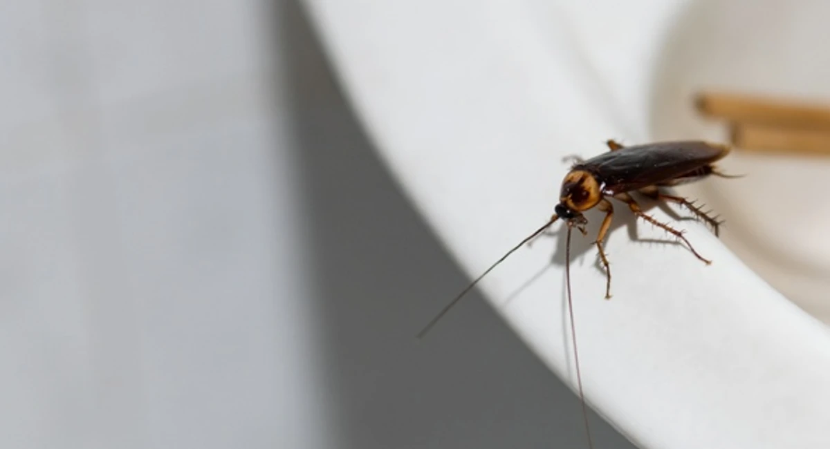 Cockroach on sink