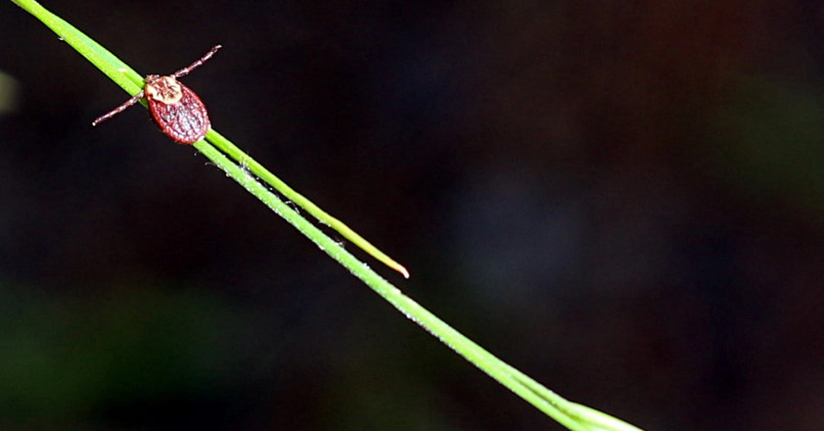 tick on grass