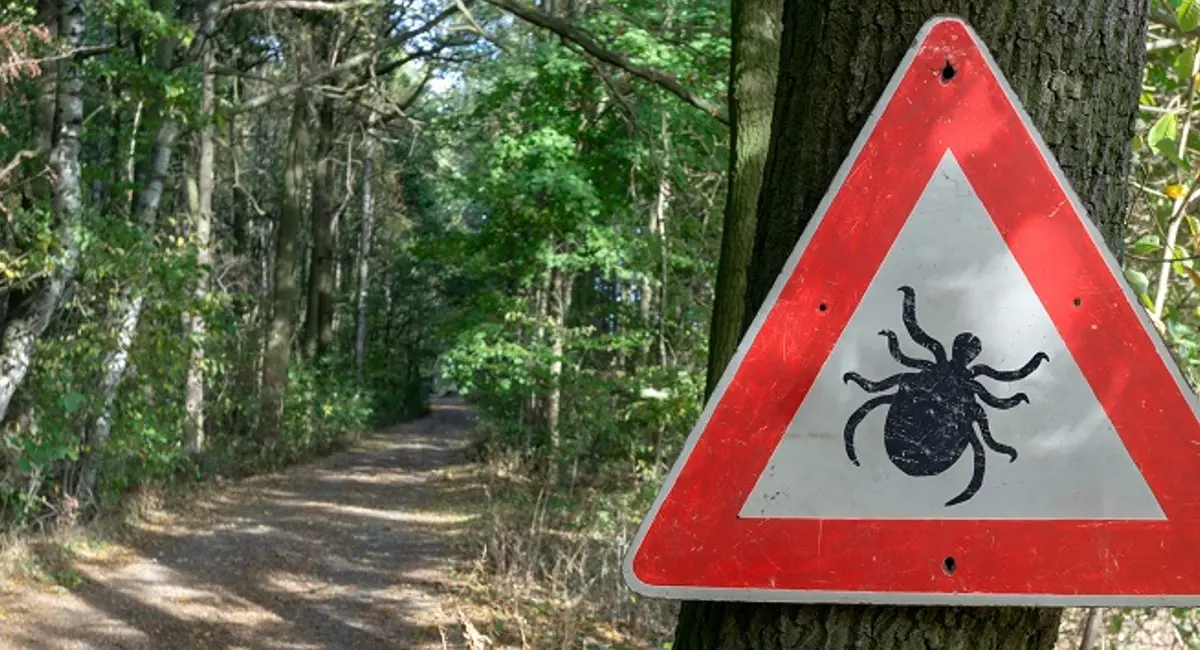 Red and white beware of ticks sign posted to a tall tree in a forest