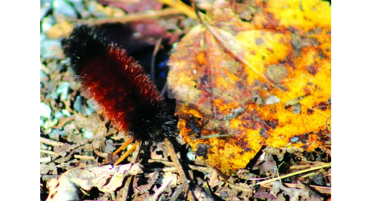 Caterpillar