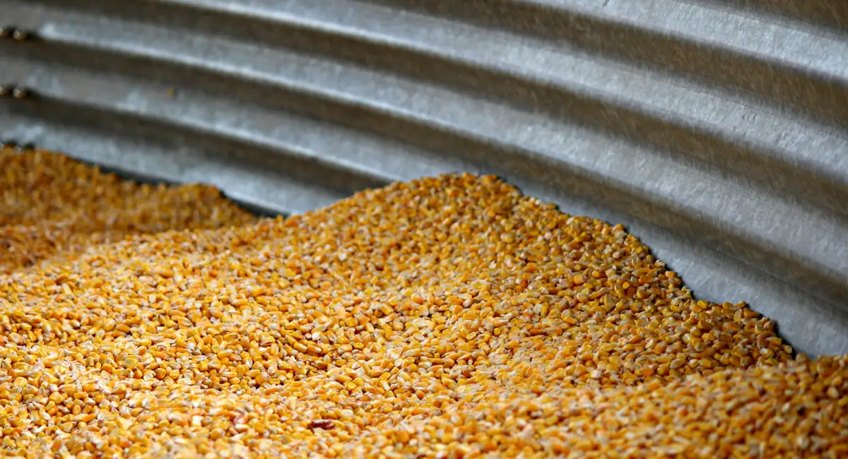 Close-up of corn stored in a metal container