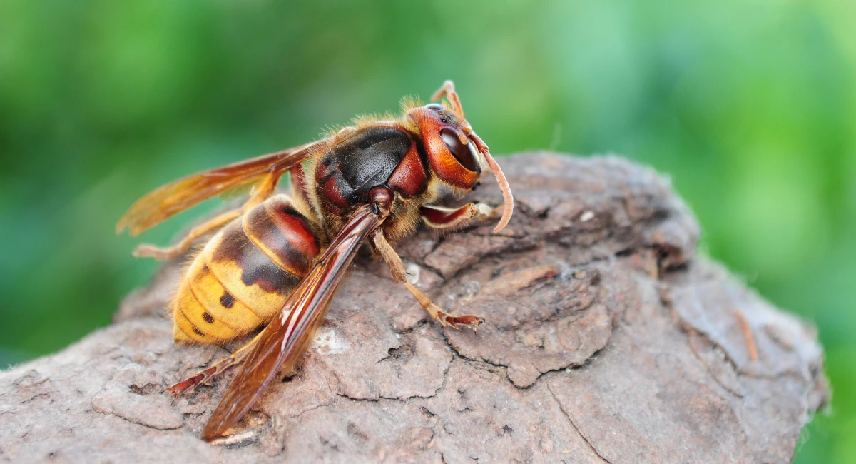 European hornet