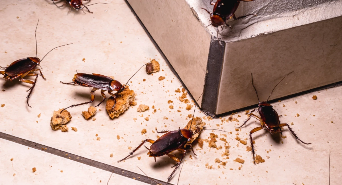 Infestation of cockroaches indoors, photo at night, insects on the floor eating leftover food