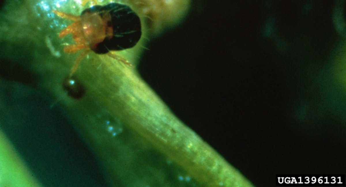 Spruce spider mite on plant
