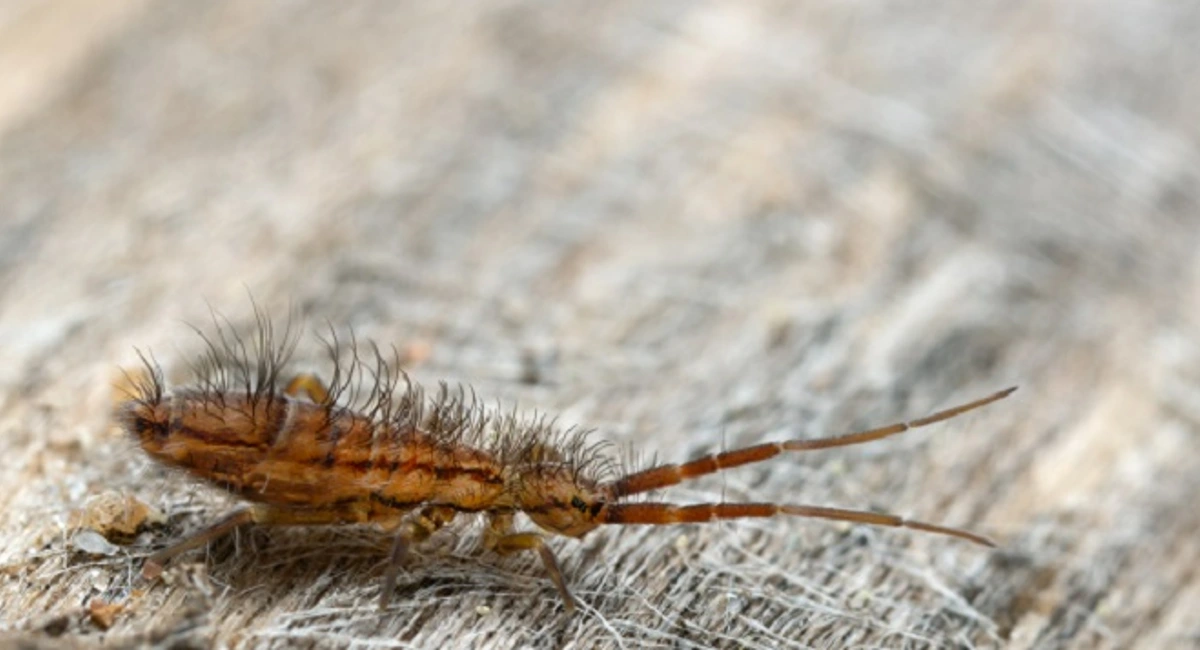 Springtail