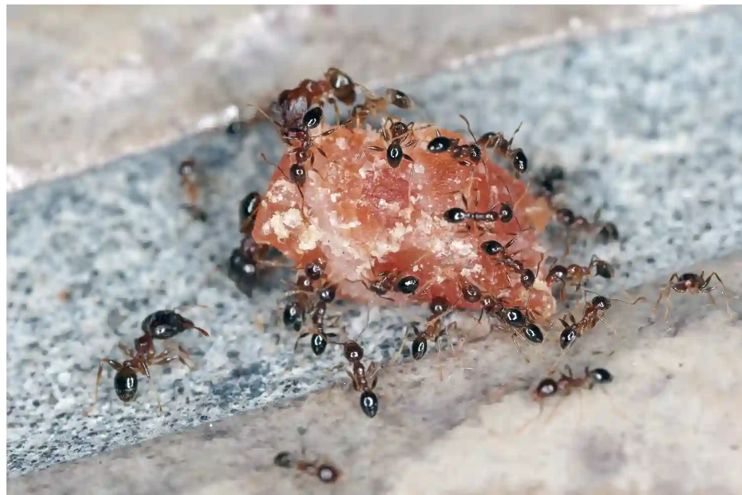 Ants traveling