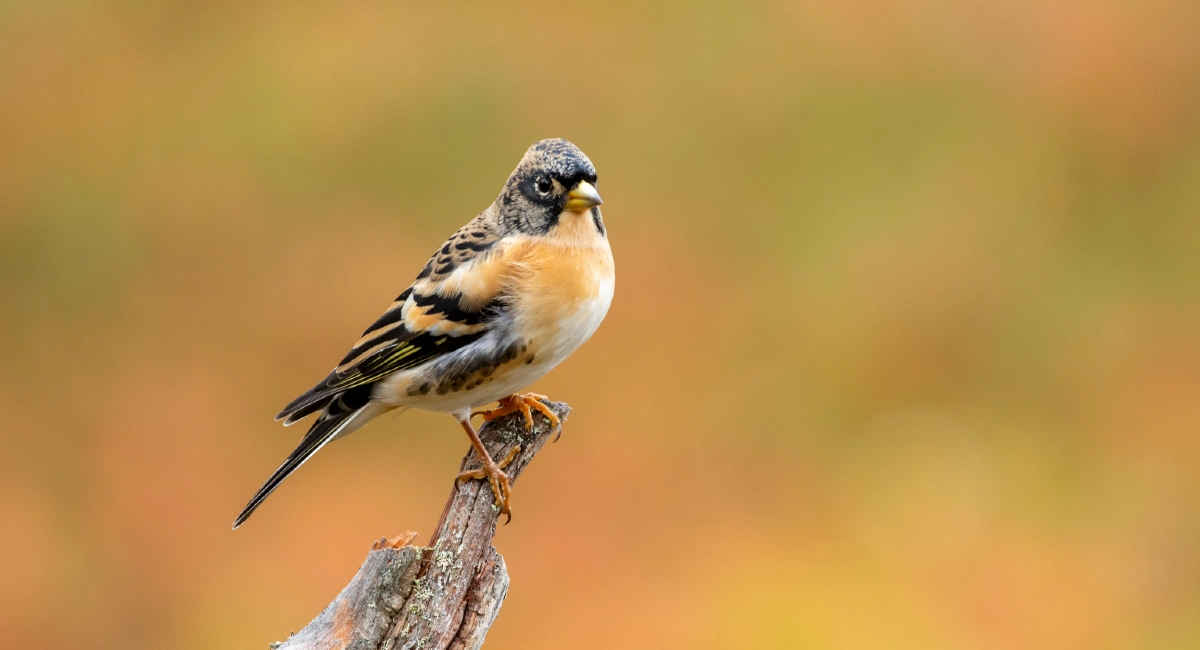 Siskin bird on a branch