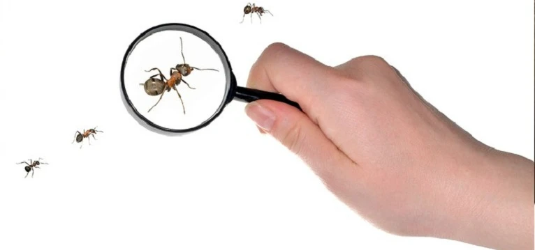 Magnifying glass ants
