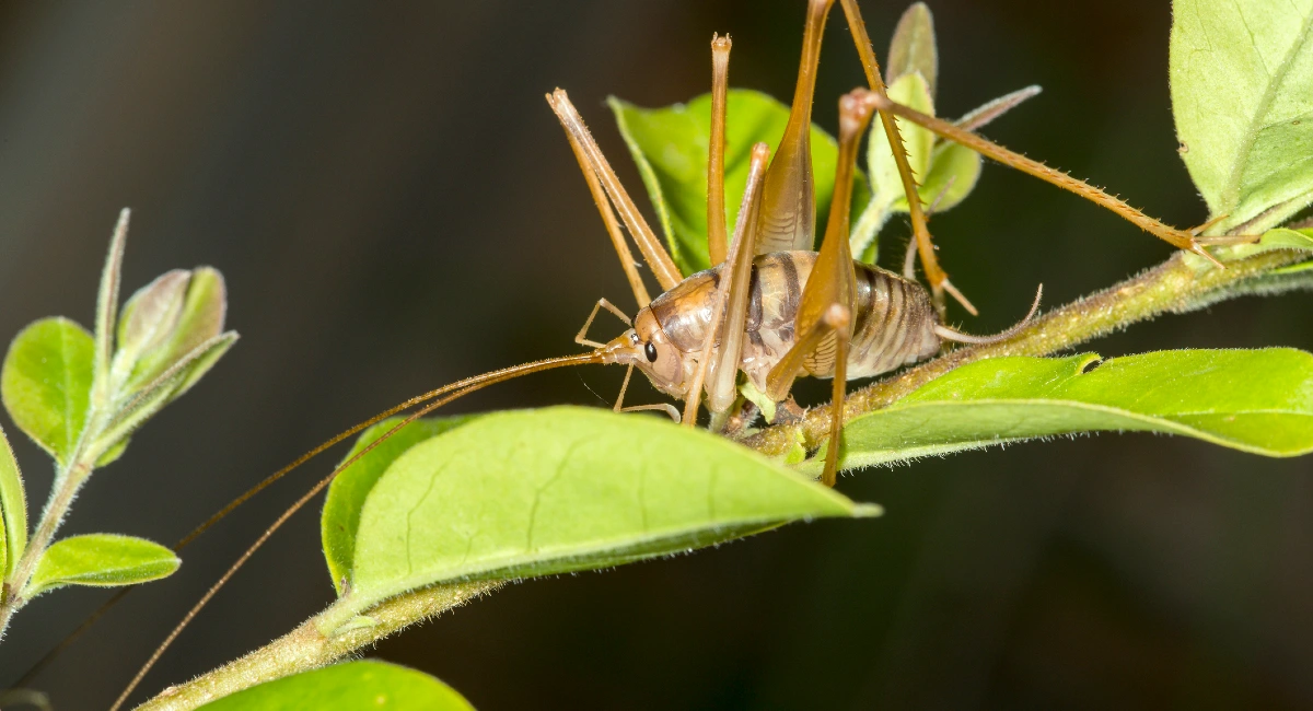 Camel Crickets | Identification & Habits | Ehrlich Pest Control