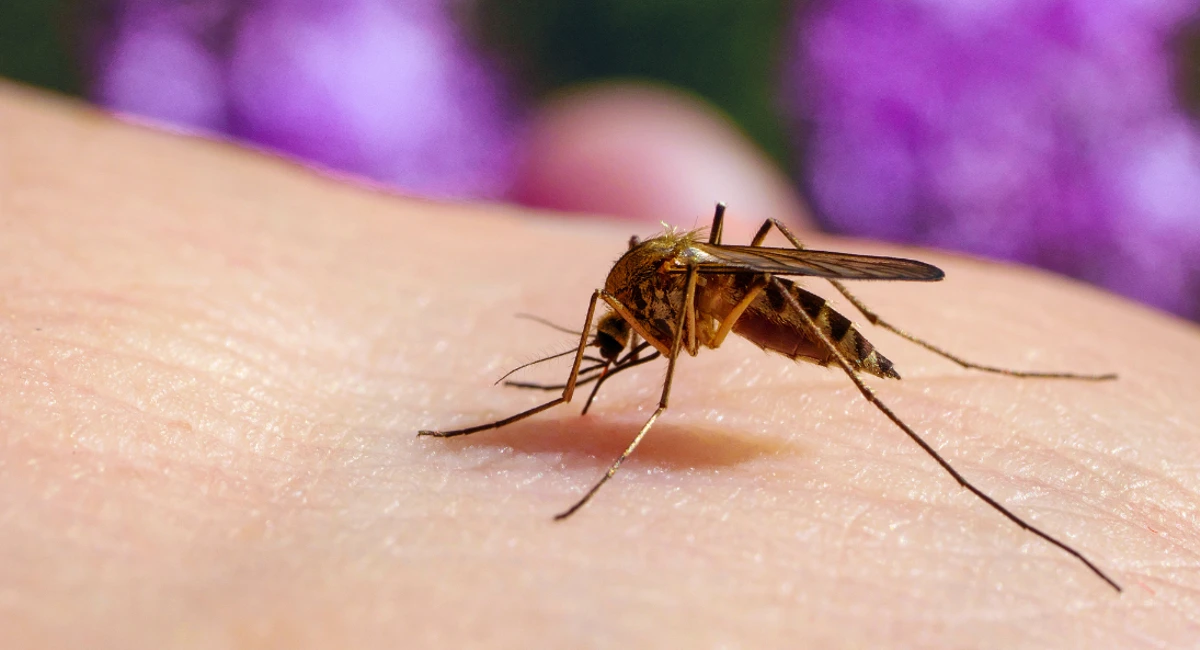 Mosquito biting on skin