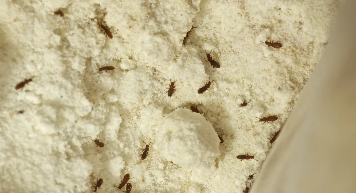 A group of sawtooth grain beetles