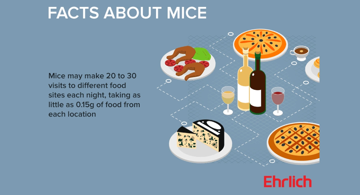 Facts about mice