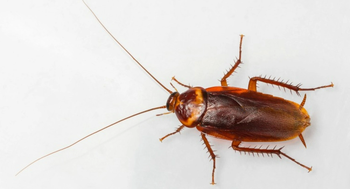 American cockroach in white background