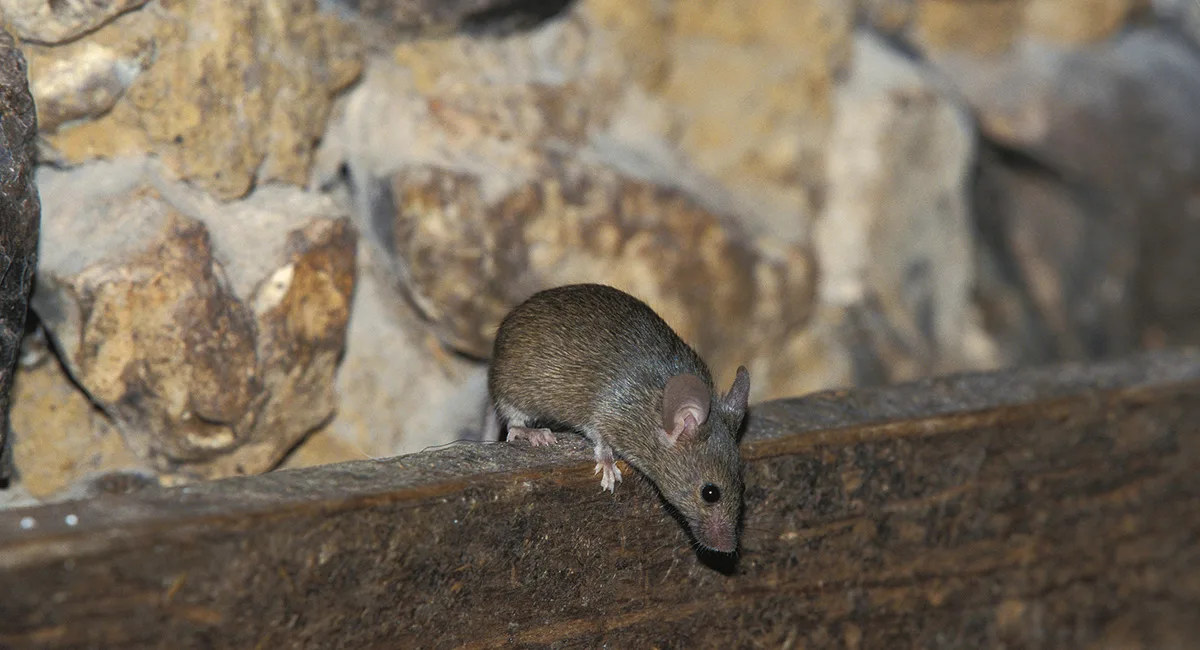Rodent walking on wood