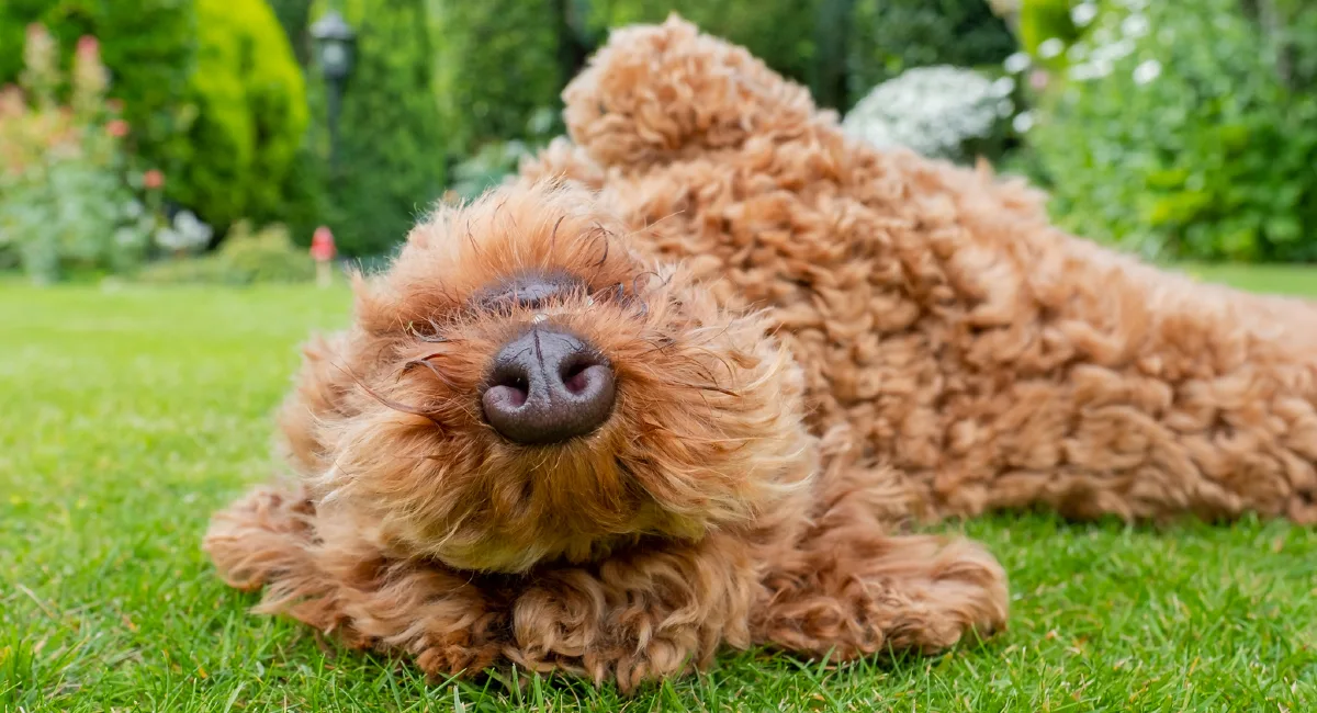 Dog upside down rolling in grass