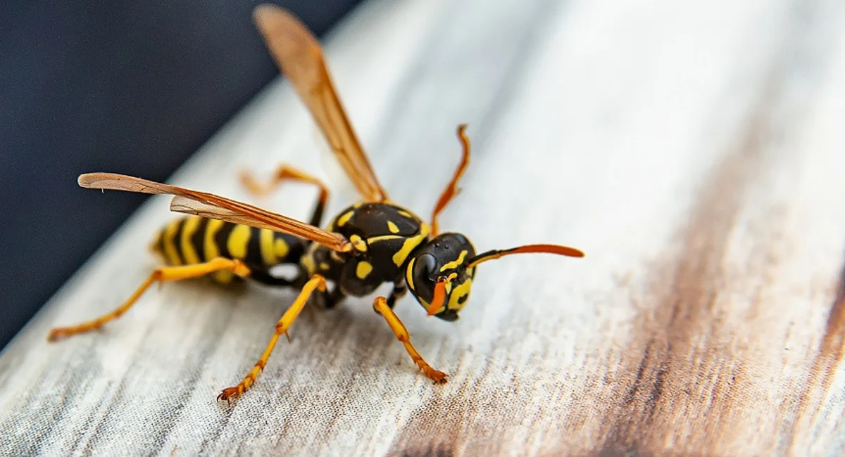Yellow wasp