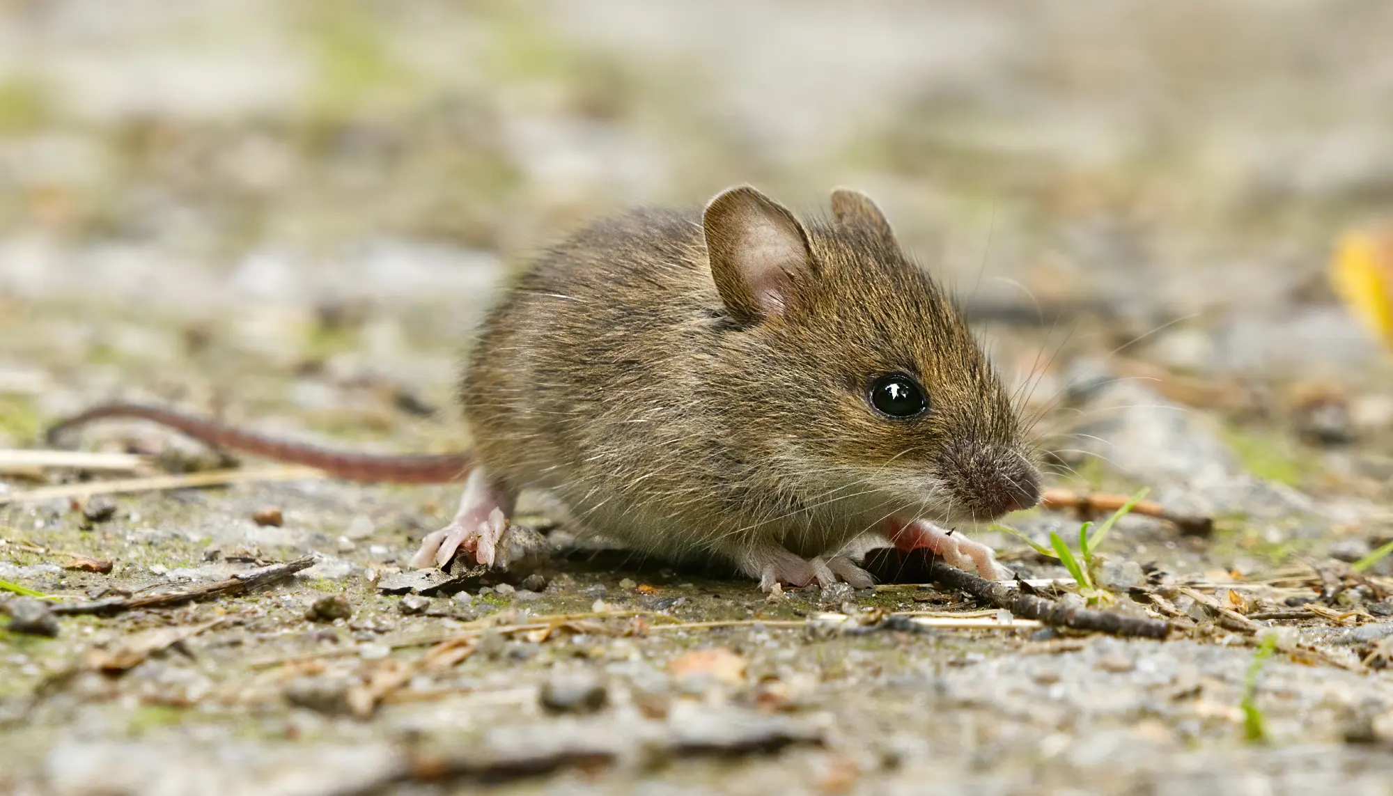 House mouse (Mus musculus) on the ground closeup.