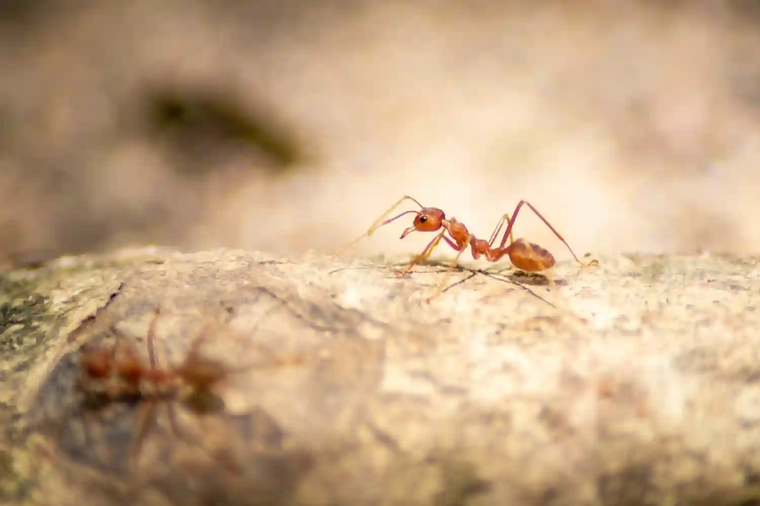 Fire Ant