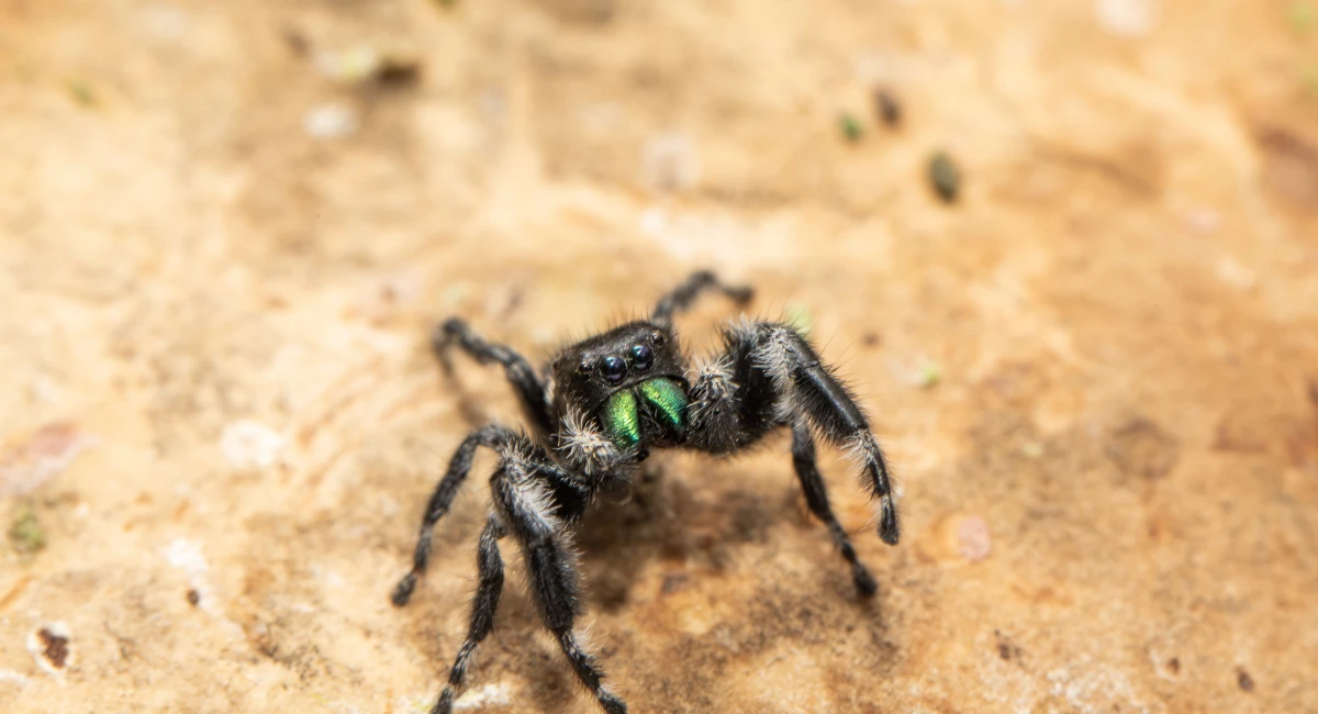 A close-up shot of a bold jumping spider, with white and black legs