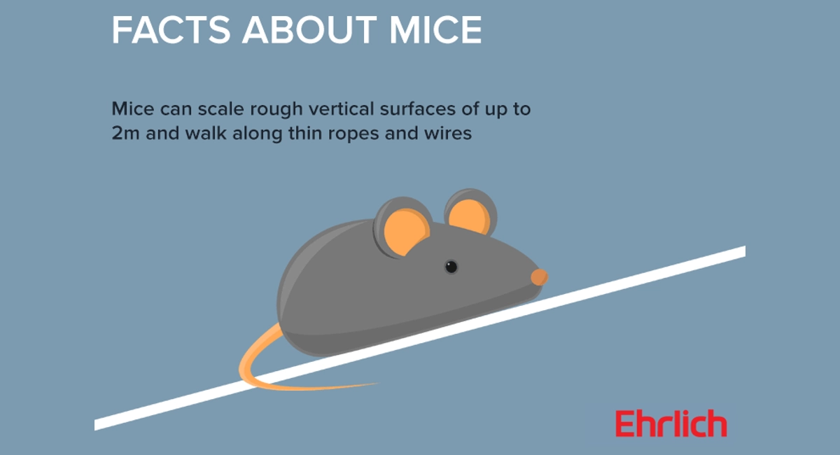Facts about mice