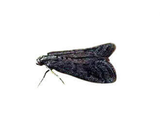Tobacco Moth