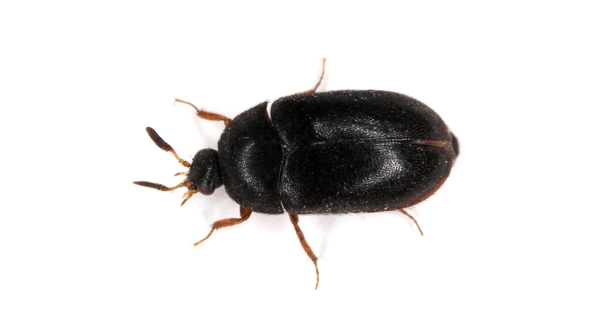 Black carpet bettle