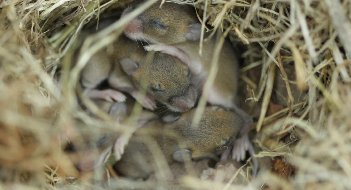 Several young mice sleep atop each other in a nest made from straw